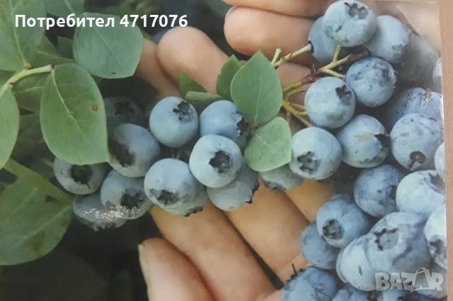 американска боровинка сорт Ню Хановер в контейнер , снимка 3 - Разсади - 53202159