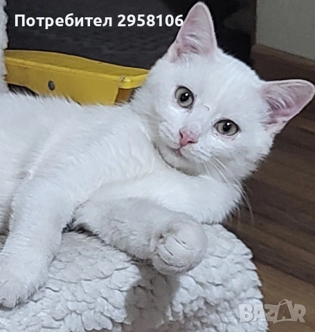 бяло коте, британска късокосмест, 9 мес.