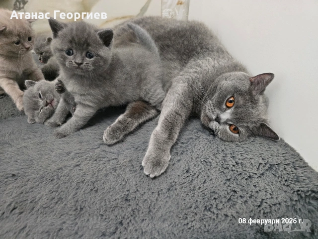 Британски късокосмести чистокръвни котенца. , снимка 3 - Британска късокосместа - 53451104