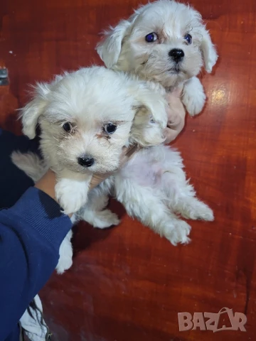 Продавам малтийски булонки, снимка 1