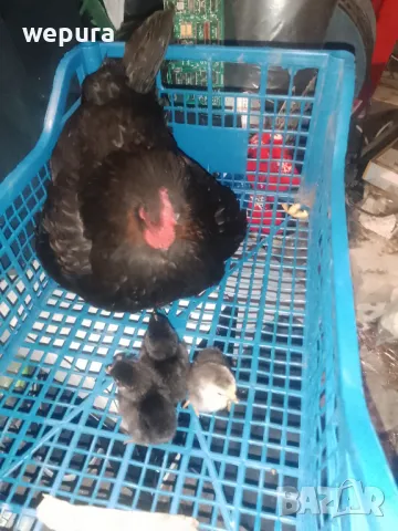 Японска кокошка с пиленца и семейство може  и семейство с петелче, снимка 1