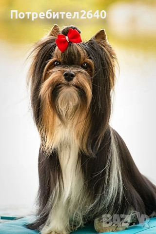 Бивер Йоркширски териер-бивър, снимка 9 - Йоркширски териер - 53761982