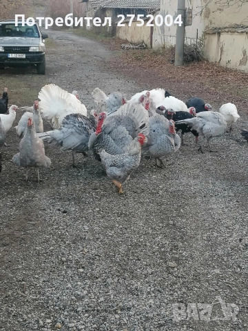 пуйки и пуяци 