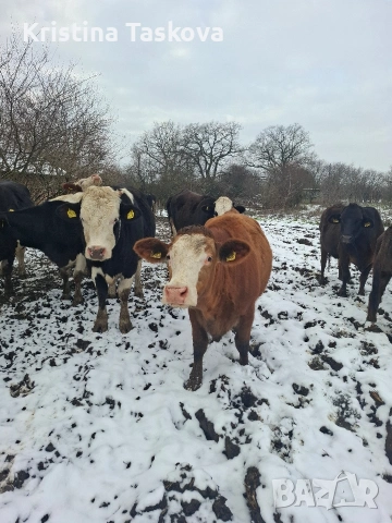 Юници, снимка 2 - Крави - 53096003