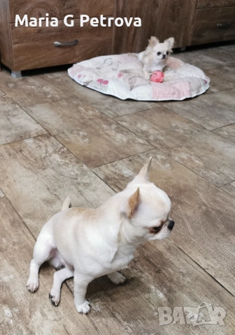 Мъжко чихуахуа, снимка 4 - Чихуахуа - 53783346