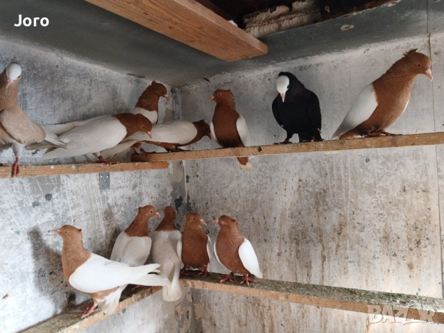 Гълъби джимпели