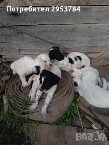 Английски сетер , снимка 3 - Английски сетери - 52339525