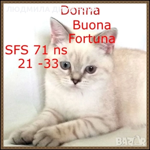 Шотландско момиче със сини очи. , снимка 12 - Британска късокосместа - 52646655