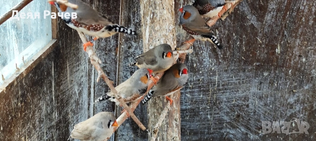 амадини ДЖЪМБО ИЗЛОЖБЕНИ амадини УНГАРСКА ЛИНИЯ ЗЕБРОВИ АМАДИНИ, снимка 2 - Амадини - 53658164