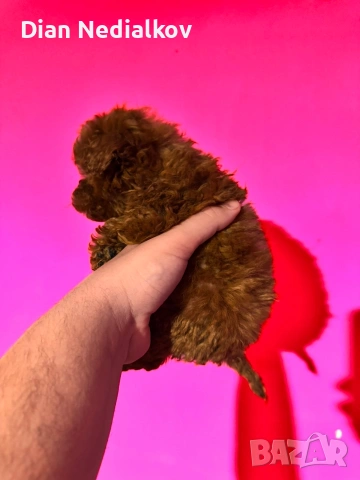 Той пудел родословни, снимка 5 - Пудели - 53541703