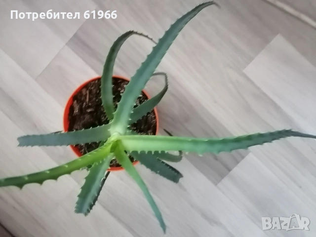 Драцена и Дебела Мара! Красиво Алое ! , снимка 7 - Градински цветя и растения - 51774993