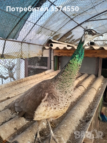 Продавам  женски пауни, снимка 6 - други­ - 52824375