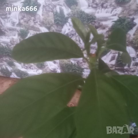 Био авокадо с три разклонения, снимка 7 - Стайни растения - 39690464