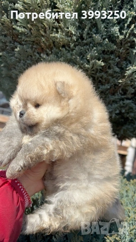 Мини момчета померан, снимка 3 - Померан - 53803711