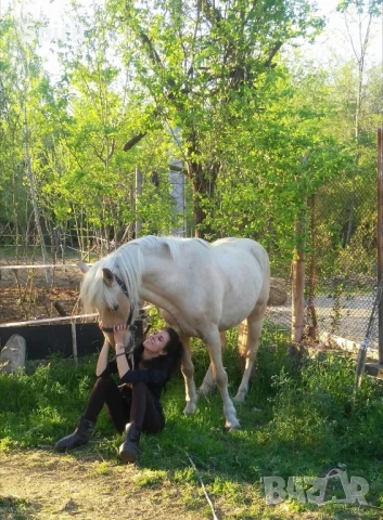 Ездитен кон Аблай Хан, снимка 6 - Коне - 51147186