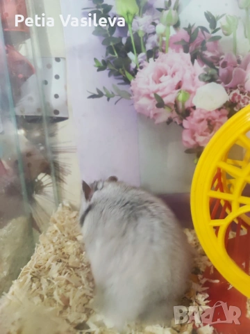 Продавам хамстерче, снимка 3 - Хамстери - 53598760