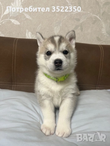 Бебета порода сибирско хъски –  за резервации , снимка 6 - Хъски - 53287534