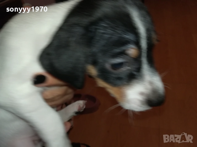ДЖАК РЪСЕЛ БЕБЕШОЦИ 40 ДЕНА 0210251842, снимка 12 - Джак ръсел териер - 51924045
