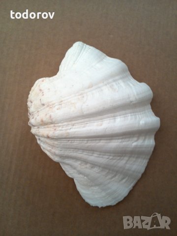 Мида раковина, снимка 4 - Декорация за дома - 44422165