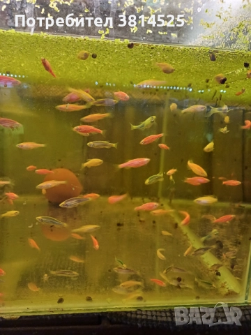 Бети, данио, гупи , снимка 4 - Рибки - 52091961