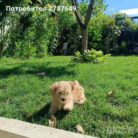 Малтипу момичета