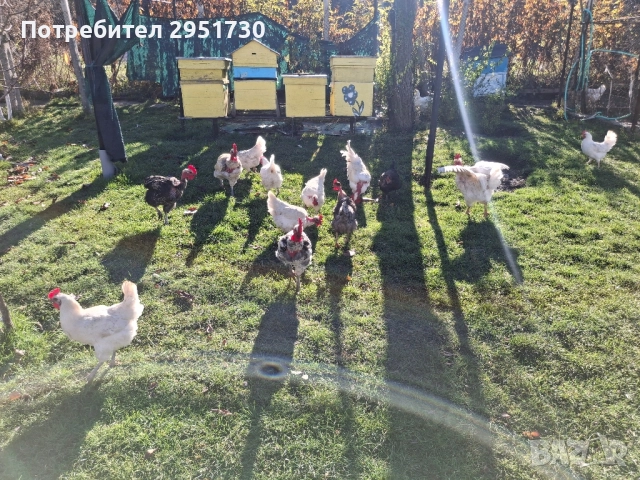 домашни яйца , снимка 3 - Други - 52385449