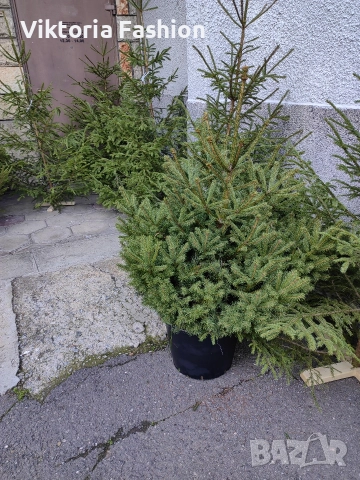 коледна елха, снимка 4 - Градински цветя и растения - 52796988