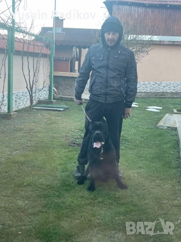 мъжко кане корсо за разплод, снимка 9 - Кане корсо - 53614357