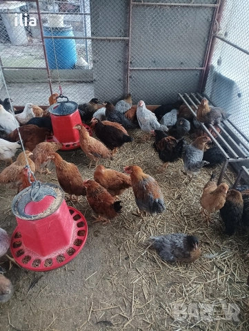 продавам , снимка 2 - Кокошки и пуйки - 52948612