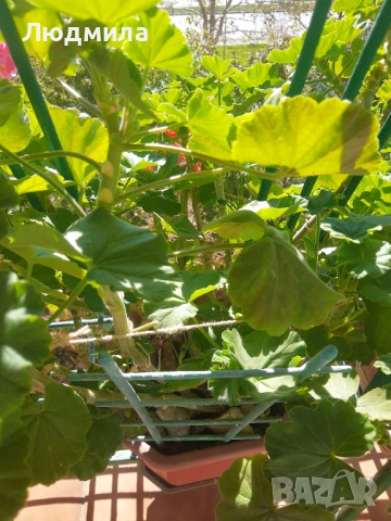 Мушкато,много богати,големи сандъчета с над 10 корена,последни бройки., снимка 11 - Стайни растения - 52235443