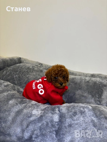 Мини Пудел Момче Червен /Mini Red Poodle, снимка 2 - Пудели - 53305362
