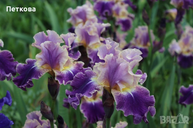 Сортови ириси , снимка 14 - Градински цветя и растения - 53399502