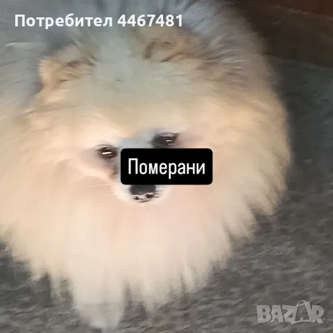 мини мини померан , снимка 5 - Померан - 55827667