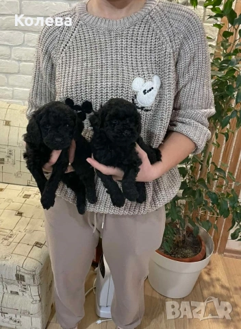 Черни МИНИ пуделчета