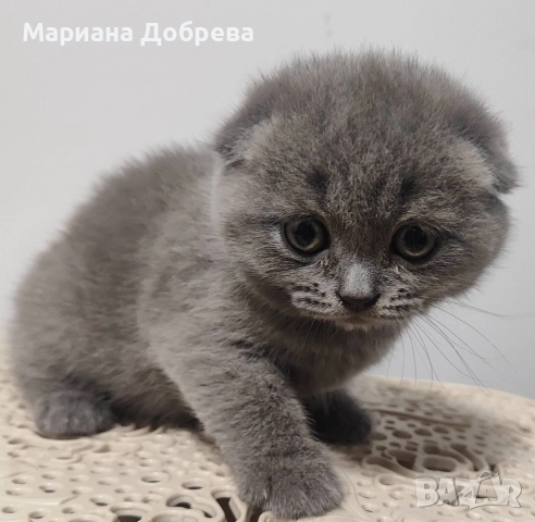 Шотландско клепоухо коте