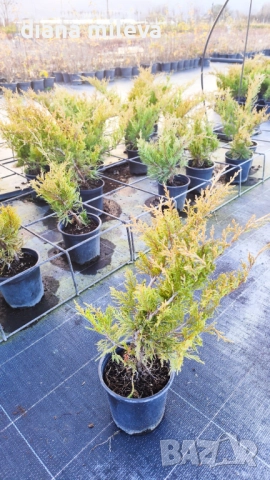 Хвойна Старо Злато, Juniperus Old Gold, вечнозелен и студоустойчив, снимка 8 - Градински цветя и растения - 39205397