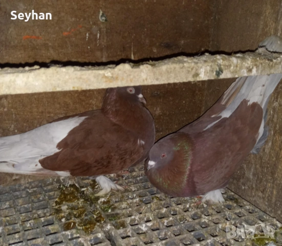 Гълъби мардини 