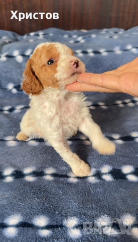 Мини пудел той бебета