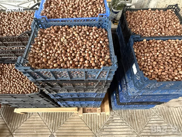 Лешници Hazelnut, снимка 2 - Други - 55886272
