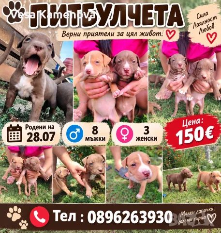 Чистокръвни Питбулчета, снимка 2 - Питбул - 55897009