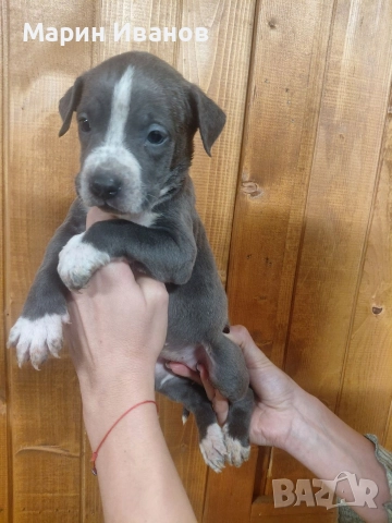 Синьо питбулче, момиченце , снимка 2 - Питбул - 52681967