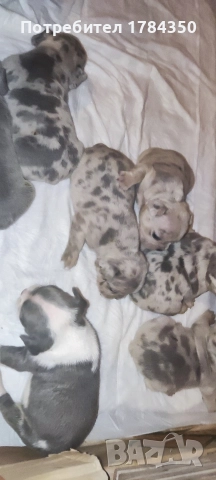 Френски Булдог Мерле, снимка 2 - Френски булдог - 52585070