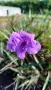 Руелия, Мексиканска петуния, Ruellia Purple Mexican Petunia!!!, снимка 9