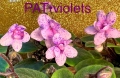 Saintpaulia Сейнтполия Сентполия African Violet Aфриканска теменужка стайна теменужка Фiалка, снимка 3