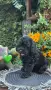 Кавапу Cavapoo F1b, снимка 1