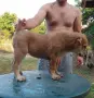 Женско кутре Алабай , снимка 1