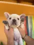 Френски булдог Lilac fawn , снимка 5
