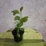 Христов венец Цвете , снимка 3