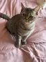 Британски  котета , снимка 4