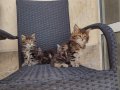 Мей кун мъжки и женски котенца, снимка 4